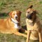 Toby and Bellas Pet Store and Pet Treat Bakery - Treat them like Family - Naturally!