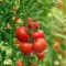 We pride ourselves on supporting our local farmers and small independent businesses within our community.