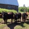 Griffith Farm and Market cooking up home style meals!  We produce real food that we serve at our table every day.