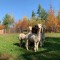 Forest Cove Farm and Country Market home of amazing baked goods, natural soap, flowers and Alpacas!