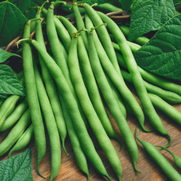 Beans - Green - Organic - Pfennings ON - 1/2 Bushel