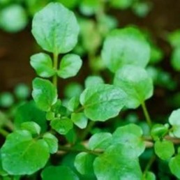 Salad  Mix - Watercress - Locally Grown - Regular